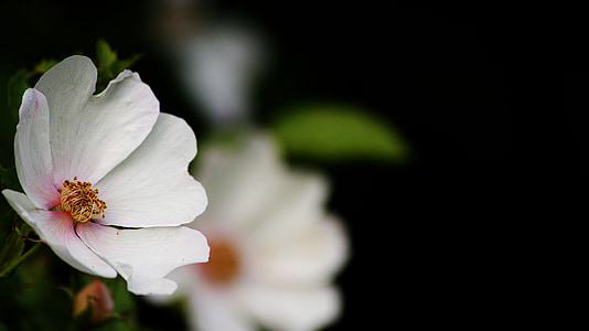 selective focus photography of white petaled flower thumbnail