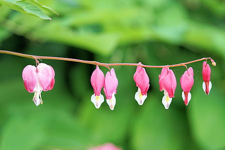 close up photography of pink bleeding heart flowers thumbnail