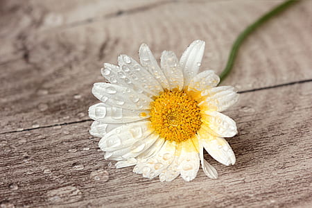 white and yellow flower on gray wooden top thumbnail
