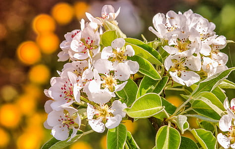 close-up photography of white petal flower at daytime thumbnail