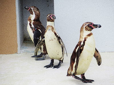 three white penguins thumbnail