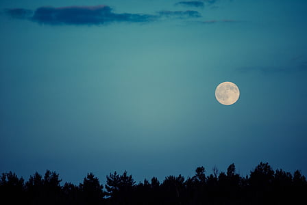 silhouette photography of trees during nighttime thumbnail