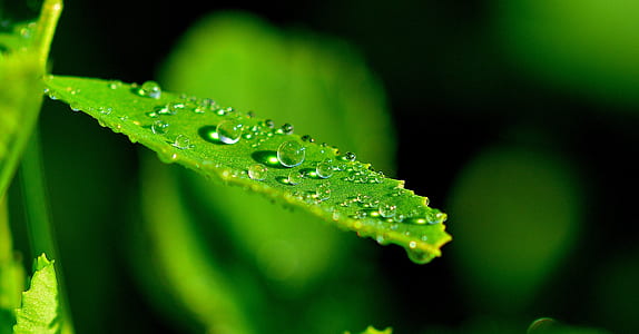 water dew on green leaf plant in self-focus photography thumbnail