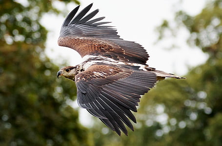 brown and white eagle flying thumbnail