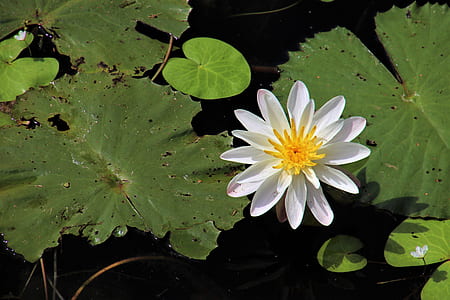 white flower and green leaves thumbnail