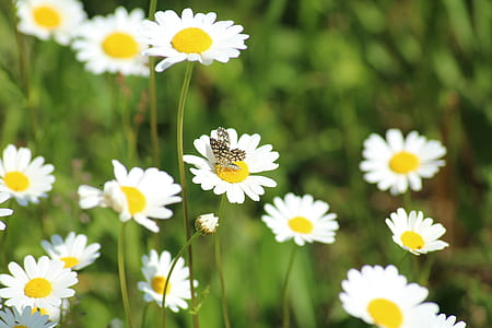 white flowers thumbnail