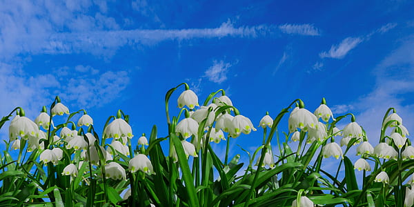photo of white petaled flowers during daytime thumbnail