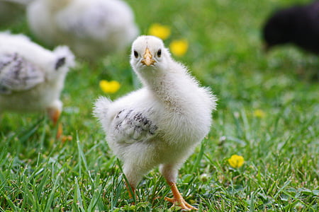 white chick thumbnail