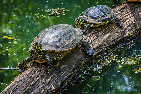 two turtle on wood log thumbnail