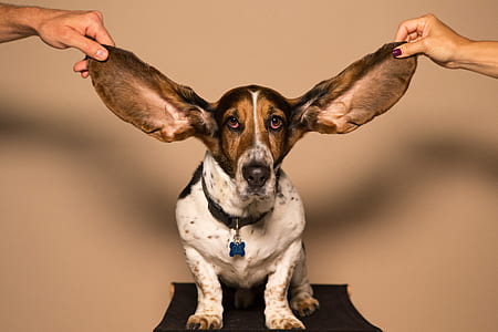 short-coated white and brown dog thumbnail