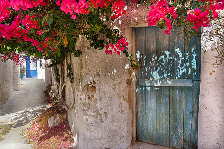 blue wooden door beside wall surrounded by red flowers thumbnail