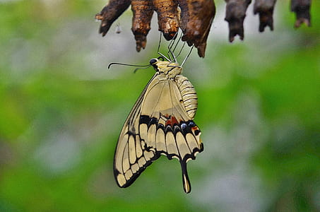 yellow and black butterfly photography thumbnail