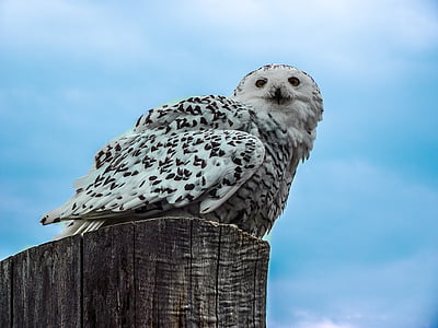 white owl on wood stamp under blue sky during daytime thumbnail