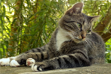 silver tabby cat thumbnail
