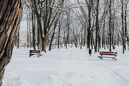 Wintery Park thumbnail