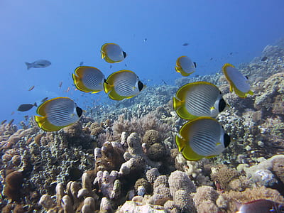 banded butterflyfish on body of water thumbnail