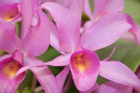 pink flowers thumbnail