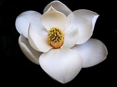 white Magnolia flower in bloom close up photo thumbnail