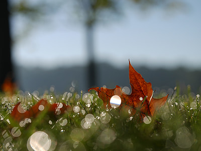 maple leafed on grass thumbnail