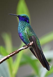 selective focus photography of magnificent hummingbird thumbnail