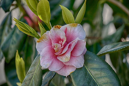 pink flower on macro shot thumbnail