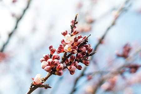 close-up photography of red petaled flowers thumbnail