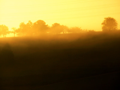 silhouette of trees at golden time thumbnail
