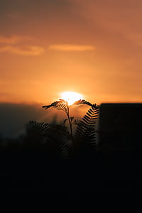 photography of a silhouette of a plant during sunset thumbnail