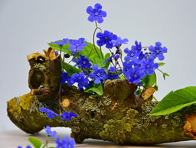 close-up photo of blue flowers thumbnail