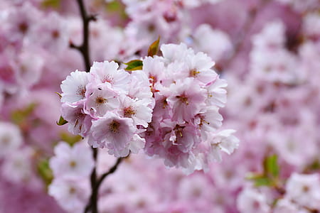 pink flowers thumbnail