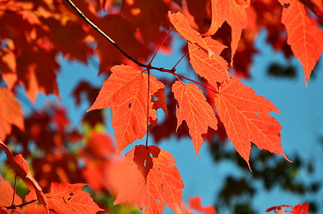 close up photography of maple leaf at daytime thumbnail
