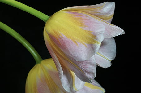 macro shot photography of yellow-and-white petal flower thumbnail