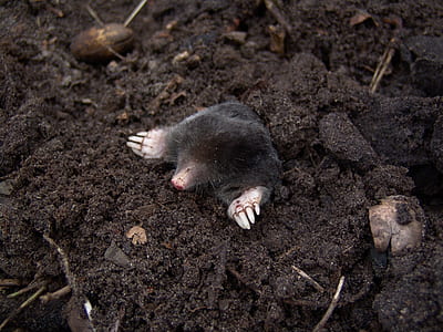 black mole on black soil photo thumbnail
