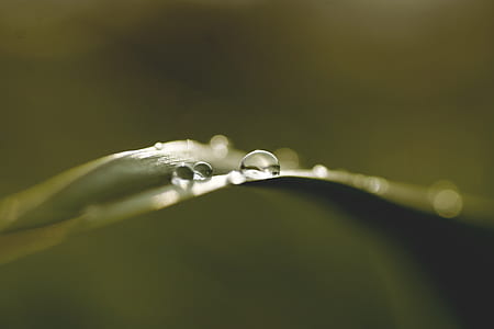 grass, leaf, blur, dew thumbnail