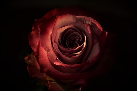 red rose in closeup photography thumbnail