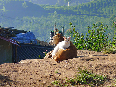 dog and cat under sunny sky thumbnail