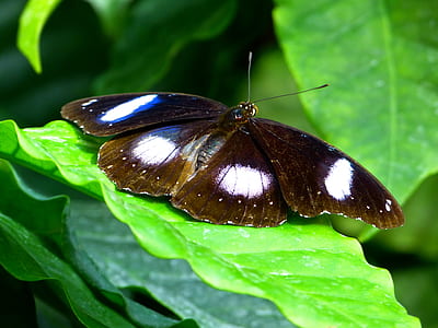 black and white butterfly perching on green leaf thumbnail
