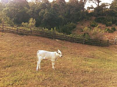 white cattle on the green grass field thumbnail