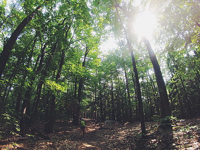 Green Leafed Trees during Day Time thumbnail