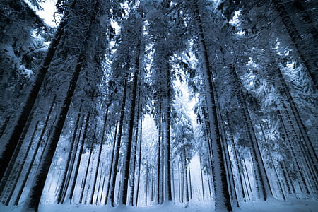 Trees With Snows thumbnail
