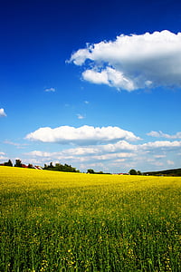 field of yellow petaled flower plants thumbnail