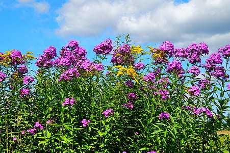 landscape, nature, sky, sunny thumbnail