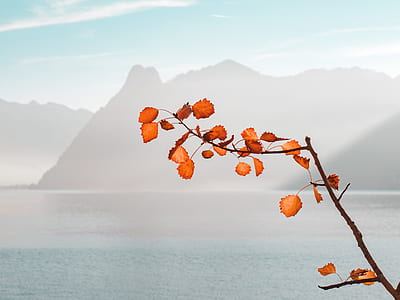 Orange Leaf Plant Near Sea and Mountains at Daytime thumbnail