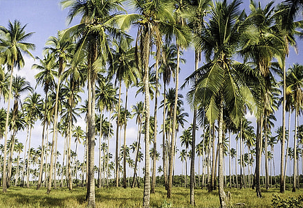 Palm Forest in the Philippines thumbnail