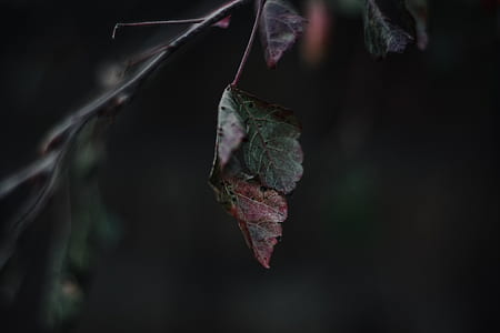 green withered leaf thumbnail