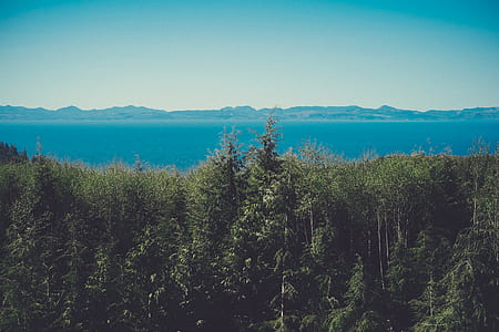 green leaf tree near body of water background of mountain bie thumbnail