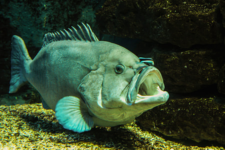 fish opening its mouth thumbnail
