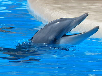 Dolphin Facing Upward thumbnail