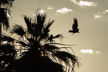 silhouette of bird flying on mid air thumbnail