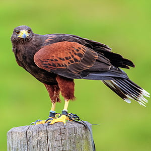 brown bird perched on brown wooden stand thumbnail